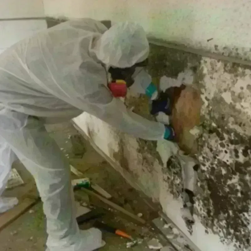 Mold Remediation and Removal in Franklin County, IA